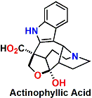 actinophylllic_1.gif