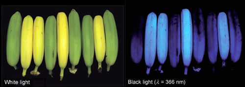 banana_UV_1.jpg