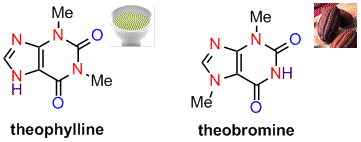 お茶に含まれるテオフィリン（theophylline）、カカオに含まれるテオブロミン (theobromine)の構造式