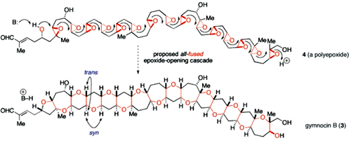 polyether_cascade