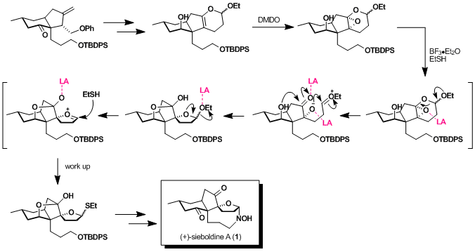sieboldine-2.gif