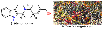 tangutorine_1.gif