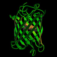 GFP.jpg