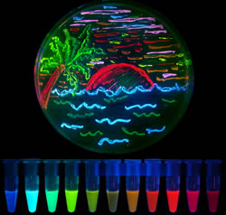GFP_7.jpg