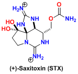 STX.gif