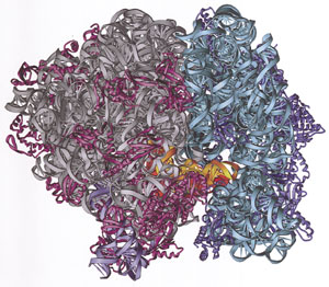 ribosome.jpg