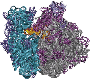 3Dribosome.gif
