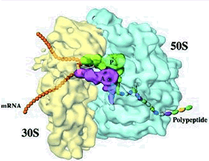 3Dribosome_2.gif