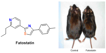 fatostatin.gif