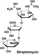 streptomycin.gif