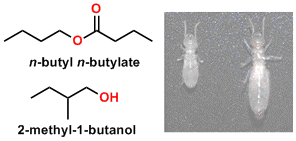 termite_pheromone.gif