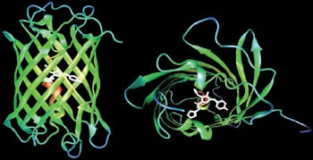 GFP_1.jpg