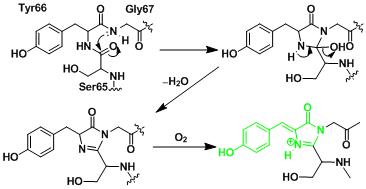 GFP_3.gif