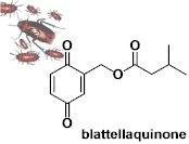 blattellaquinone.jpg