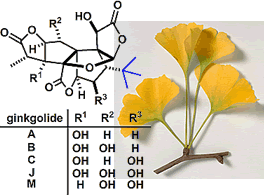 ginkgolide.gif