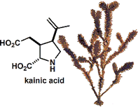 kainic_acid.gif