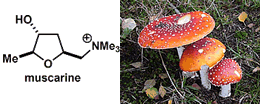 muscarine.gif