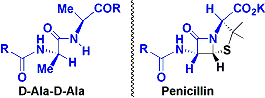 penicillin_2.gif