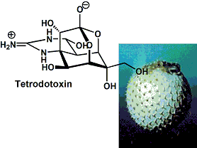 tetrodotoxin_1.gif